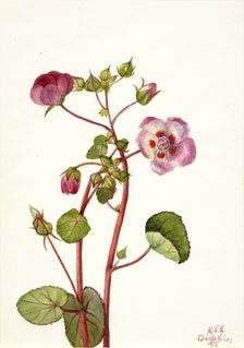 Eremalche rotundifolia, 1935. Creator: Mary Vaux Walcott