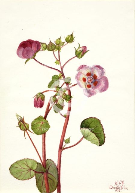 Eremalche rotundifolia, 1935. Creator: Mary Vaux Walcott.