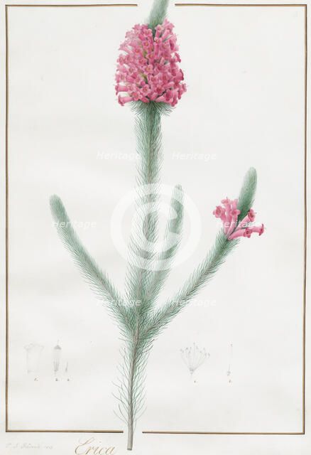 Erica Fulgida, 1813. Creator: Pierre-Joseph Redoute.