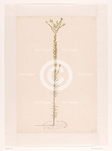 Ericaceae, 1668-1729. Creator: Vincent Laurentz van der Vinne I.