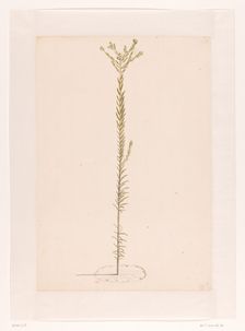 Ericaceae, 1668-1729. Creator: Vincent Laurentz van der Vinne I