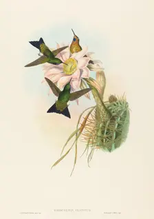 Eriocnemis vestitus (Glowing Puff-Leg). Creators: John Gould, Henry Constantine Richter