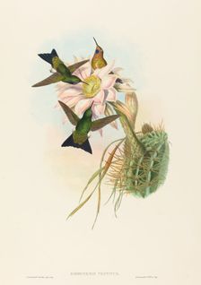 Eriocnemis vestitus (Glowing Puff-Leg). Creators: John Gould, Henry Constantine Richter