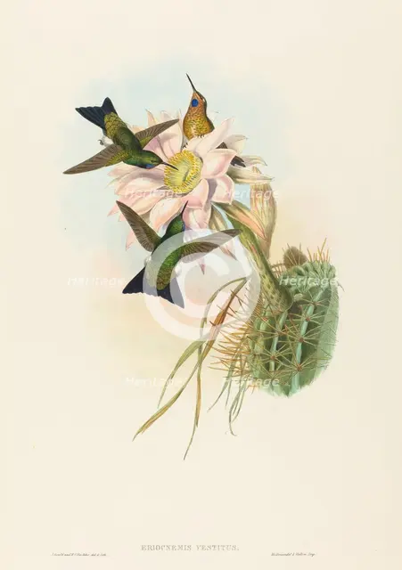 Eriocnemis vestitus (Glowing Puff-Leg). Creators: John Gould, Henry Constantine Richter.