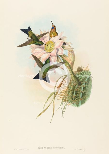 Eriocnemis vestitus (Glowing Puff-Leg). Creators: John Gould, Henry Constantine Richter.