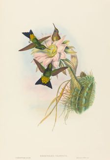 Eriocnemis vestitus (Glowing Puff-Leg). Creators: John Gould, Henry Constantine Richter