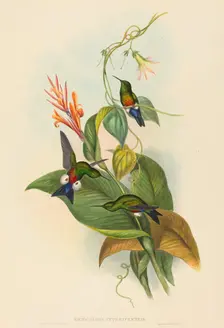Eriocnemis cupreiventris (Coppery-vented Puff-Leg). Creators: John Gould, Henry Constantine Richter