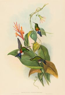 Eriocnemis cupreiventris (Coppery-vented Puff-Leg). Creators: John Gould, Henry Constantine Richter