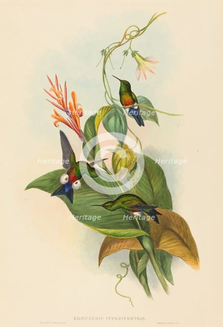 Eriocnemis cupreiventris (Coppery-vented Puff-Leg). Creators: John Gould, Henry Constantine Richter.