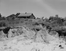 Eroded cotton farm near Jackson, Mississippi, 1937. Creator: Dorothea Lange