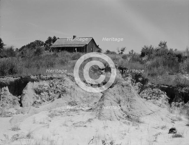 Eroded cotton farm near Jackson, Mississippi, 1937. Creator: Dorothea Lange.