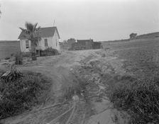 Eroded field, San Luis Obispo County, California, 1936. Creator: Dorothea Lange