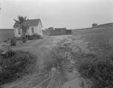 Eroded field, San Luis Obispo County, California, 1936. Creator: Dorothea Lange