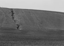 Erosion from the pea fields, near Santa Maria, California, 1939. Creator: Dorothea Lange