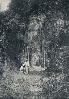 Estrada de Rodagem do Alto Parana 1895. Artist: Francisco Henszler