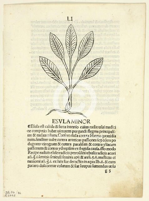 Esula Minor from Herbarium, Plate 46 from Woodcuts from Books of the 15th Century...1929. Creators: Unknown, Leonardus Achates, Arnaldus de Villa Nova, Wilhelm Ludwig Schreiber.