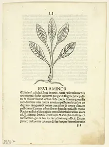 Esula Minor from Herbarium, Plate 46 from Woodcuts from Books of the 15th Century...1929. Creators: Unknown, Leonardus Achates, Arnaldus de Villa Nova, Wilhelm Ludwig Schreiber