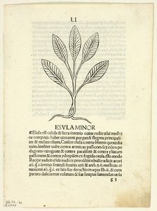 Esula Minor from Herbarium, Plate 46 from Woodcuts from Books of the 15th Century...1929. Creators: Unknown, Leonardus Achates, Arnaldus de Villa Nova, Wilhelm Ludwig Schreiber