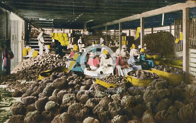 'Esfakis' - Sponge Packing House - Nassau, Bahamas', c1930s. Creator: Unknown.