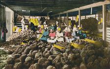 Esfakis - Sponge Packing House - Nassau, Bahamas c1930s. Creator: Unknown
