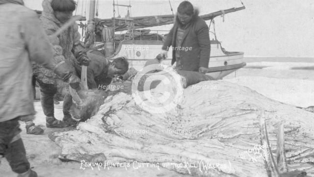 Eskimo hunters cutting up a walrus, between c1900 and c1930. Creator: Lomen Brothers.