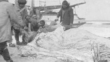 Eskimo hunters cutting up a walrus, between c1900 and c1930. Creator: Lomen Brothers