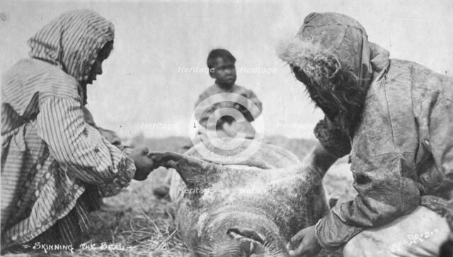 Eskimos skinning a seal, between c1900 and c1930. Creator: Unknown.