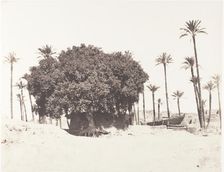 Esneh, Dattiers, Sycomore et Café Sur le Bord du Nil, 1851-52, printed 1853-54. Creator: Félix Teynard