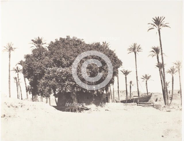 Esneh, Dattiers, Sycomore et Café Sur le Bord du Nil, 1851-52, printed 1853-54. Creator: Félix Teynard.