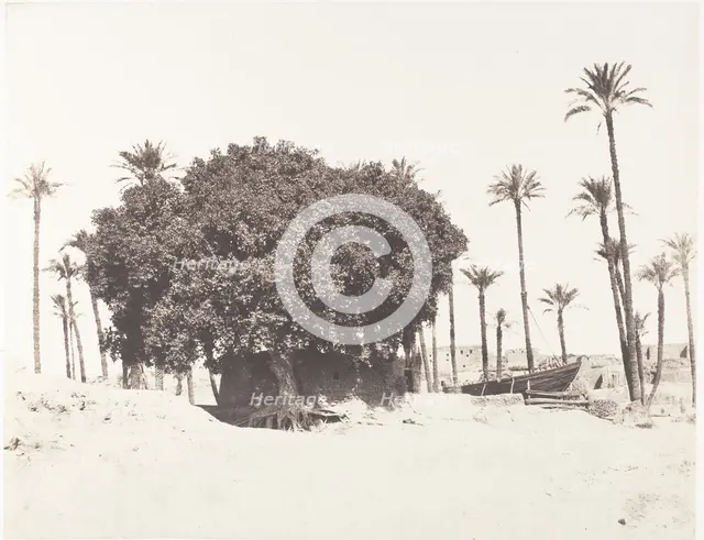 Esneh, Dattiers, Sycomore et Café Sur le Bord du Nil, 1851-52, printed 1853-54. Creator: Félix Teynard.