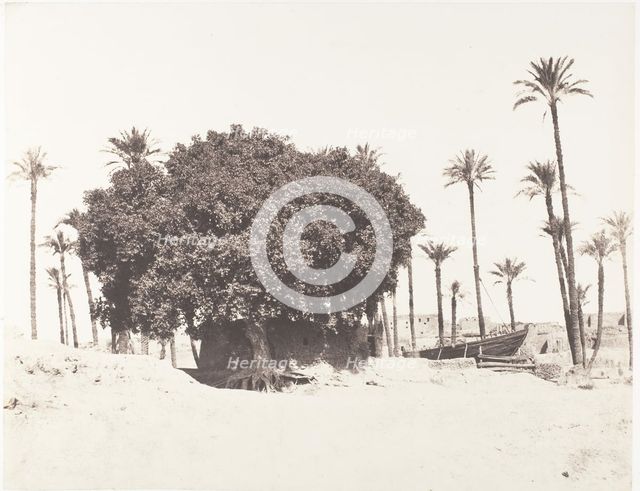 Esneh, Dattiers, Sycomore et Café Sur le Bord du Nil, 1851-52, printed 1853-54. Creator: Félix Teynard.