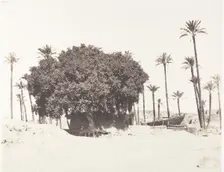 Esneh, Dattiers, Sycomore et Café Sur le Bord du Nil, 1851-52, printed 1853-54. Creator: Félix Teynard