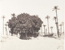 Esneh, Dattiers, Sycomore et Café Sur le Bord du Nil, 1851-52, printed 1853-54. Creator: Félix Teynard