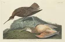 Esquimaux Curlew, 1834. Creator: Robert Havell