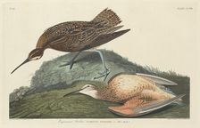 Esquimaux Curlew, 1834. Creator: Robert Havell