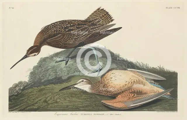 Esquimaux Curlew, 1834. Creator: Robert Havell.