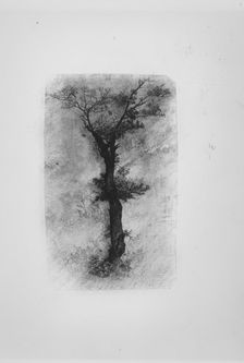 Étude d'un Arbre (Study of a Tree), 19th century. Creator: Rodolphe Bresdin