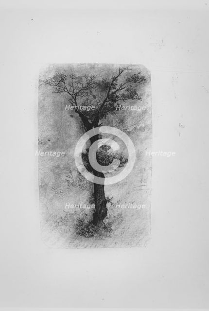 Étude d'un Arbre (Study of a Tree), 19th century. Creator: Rodolphe Bresdin.