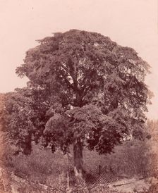 étude d'arbre, 1850-53. Creator: Edward King Tenison