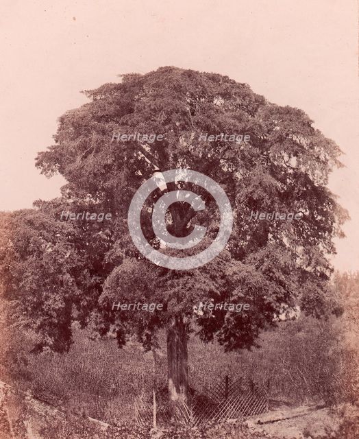 étude d'arbre, 1850-53. Creator: Edward King Tenison.