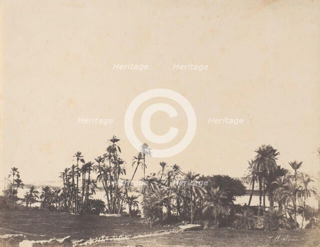 Etude de Palmiers, Bords du Nil, Kalabschi, 1853-54. Creator: John Beasley Greene.