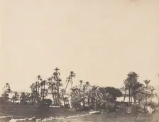 Etude de Palmiers, Bords du Nil, Kalabschi, 1853-54. Creator: John Beasley Greene