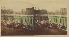Etudes d'Animaux. Cochons Tonkins., about 1860. Creator: Furne Fils & H. Tournier