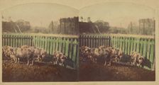 Etudes d'Animaux. Cochons Tonkins., about 1860. Creator: Furne Fils & H. Tournier