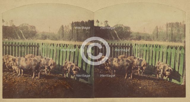 Etudes d'Animaux. Cochons Tonkins., about 1860. Creator: Furne Fils & H. Tournier.