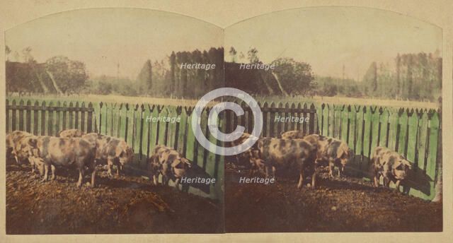 Etudes d'Animaux. Cochons Tonkins., about 1860. Creator: Furne Fils & H. Tournier.