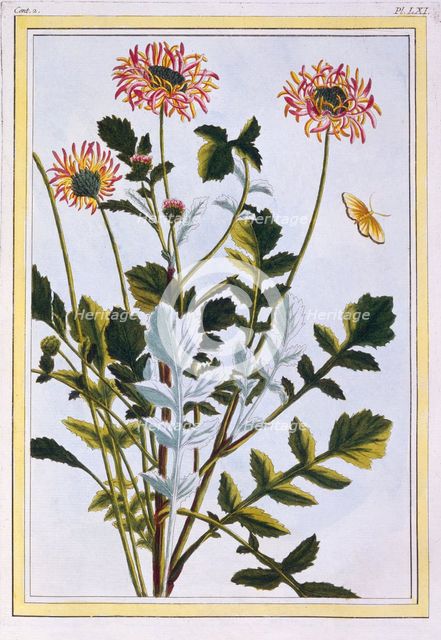 Ethiopian Arctotis (African Daisy),  pub. 1776. Creator: Pierre Joseph Buchoz (1731-1807).