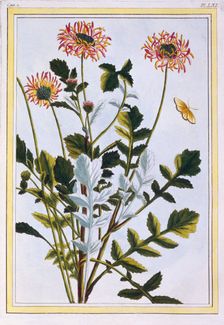 Ethiopian Arctotis (African Daisy), pub. 1776. Creator: Pierre Joseph Buchoz (1731-1807)