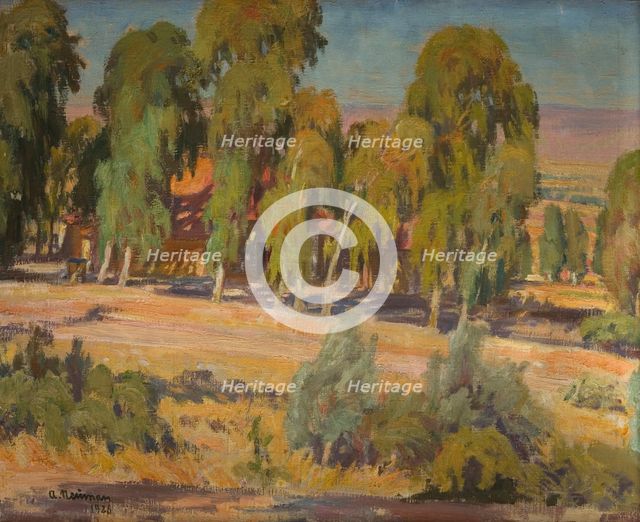 Eucalyptus Trees in Upper Galilee, 1926. Creator: Abraham Neuman.