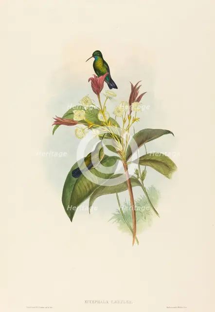 Eucephala caerulea (Blue-chinned Sapphire). Creators: John Gould, Henry Constantine Richter.